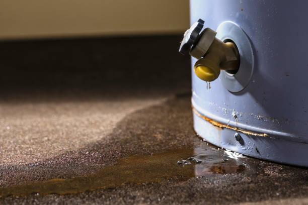Best Mold removal after water damage  in Eleanor, WV