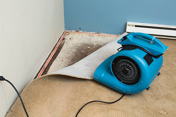 Best Professional water damage repair  in Eleanor, WV